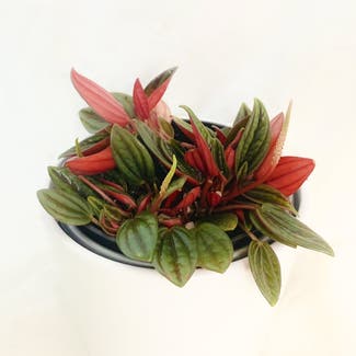 Ripple Peperomia 'Rosso' plant in Somewhere on Earth
