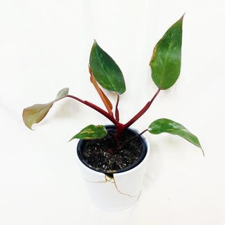 Philodendron 'Pink Princess' plant in Somewhere on Earth