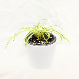 Spider Plant plant in Geelong, Victoria