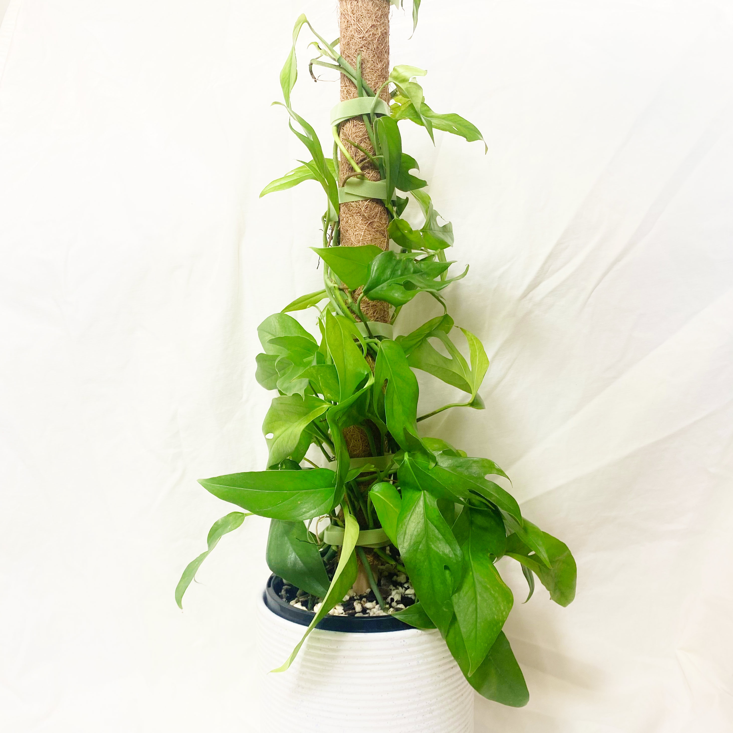 Photo of the plant species Asian Form Epipremnum Pinnatum by @foliagegirl named Mustafa on Greg, the plant care app