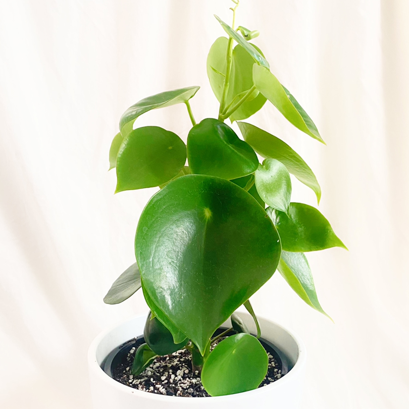 Photo of the plant species Raindrop Peperomia by @foliagegirl named Micycle on Greg, the plant care app