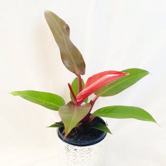 Philodendron 'Red Sunset' plant in Somewhere on Earth