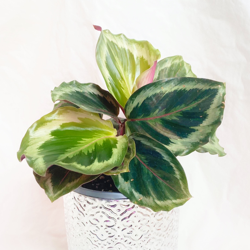 Photo of the plant species Calathea 'Julia' by @foliagegirl named Julia on Greg, the plant care app