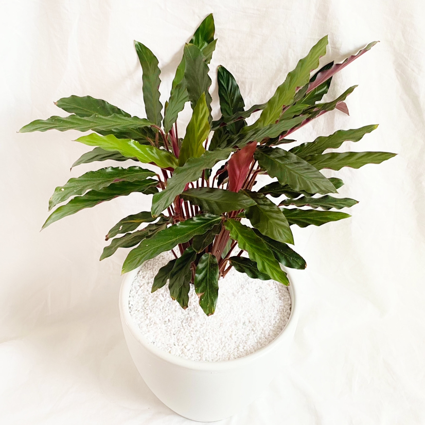 Furry Feather Calathea plant in a white pot with visible white soil.