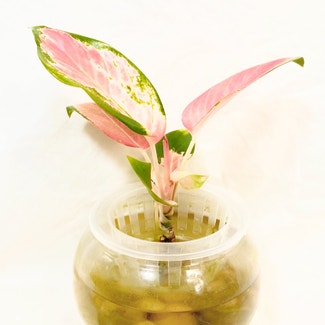 Aglaonema Spitfire plant in Somewhere on Earth