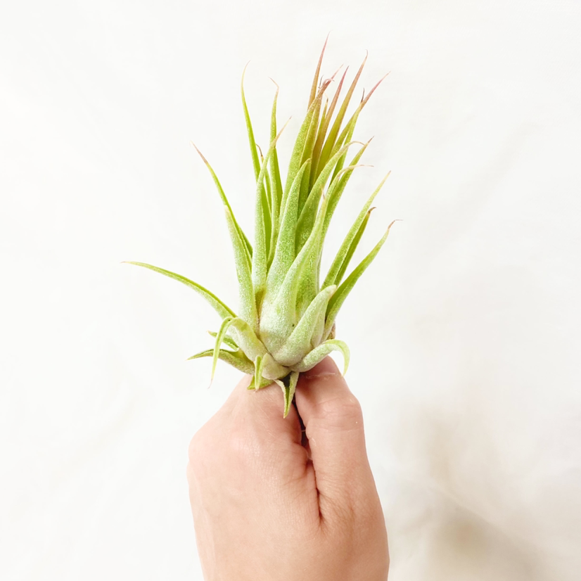 Photo of the plant species Tillandsia 'Tina Parr' by @foliagegirl named Tina on Greg, the plant care app