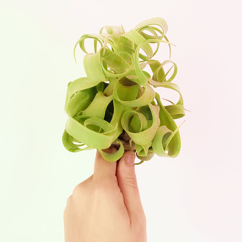 Photo of the plant species Shirley Temple Air Plant by @foliagegirl named Shirley Temple on Greg, the plant care app