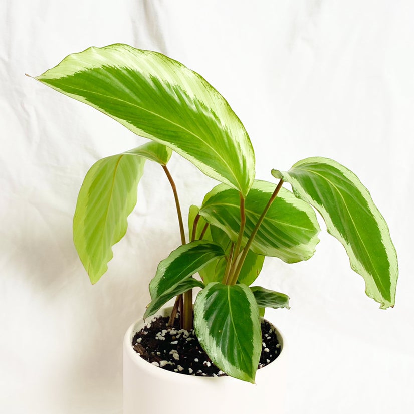 Photo of the plant species Calathea Bicajoux® 'Cobra Pink' by @foliagegirl named Biscuit on Greg, the plant care app