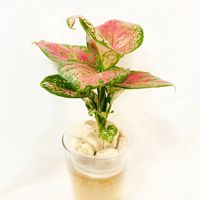 Aglaonema 'Red Valentine' plant with vibrant pink and green leaves in a clear container.