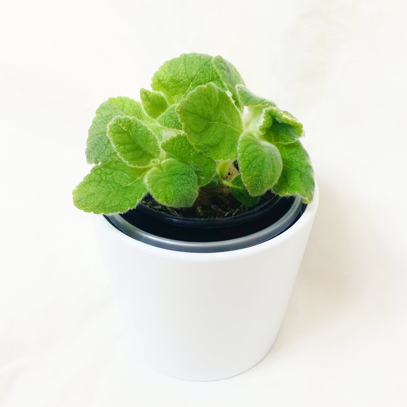 Photo of the plant species Sinningia 'Crushed Velvet' by @foliagegirl named Matteo on Greg, the plant care app