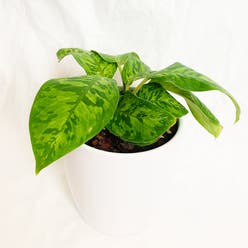 Homalomena 'Camouflage' plant