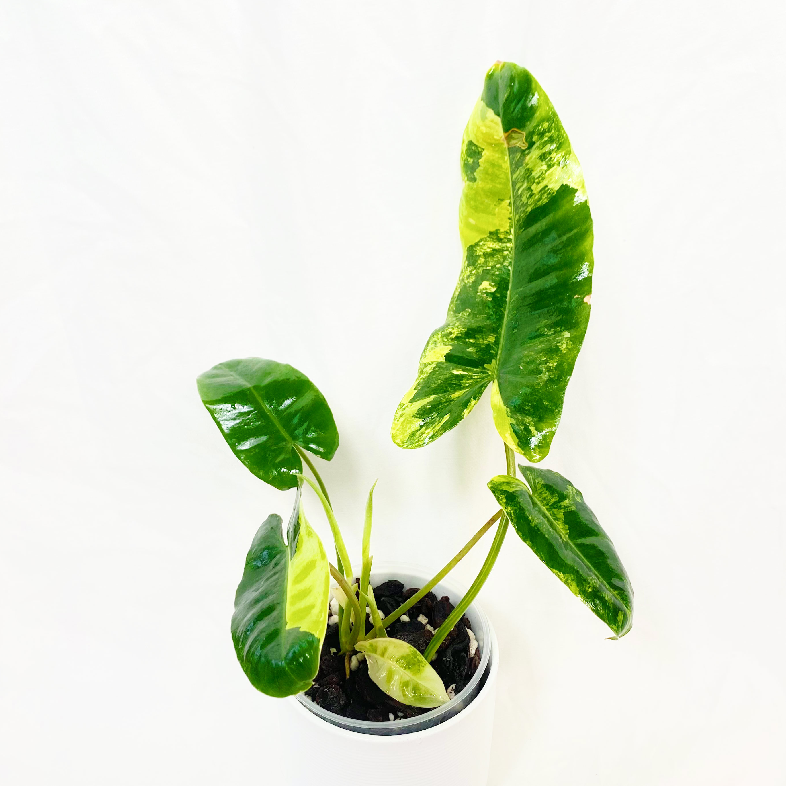 Burle Marx Variegata plant with variegated leaves in a white pot.