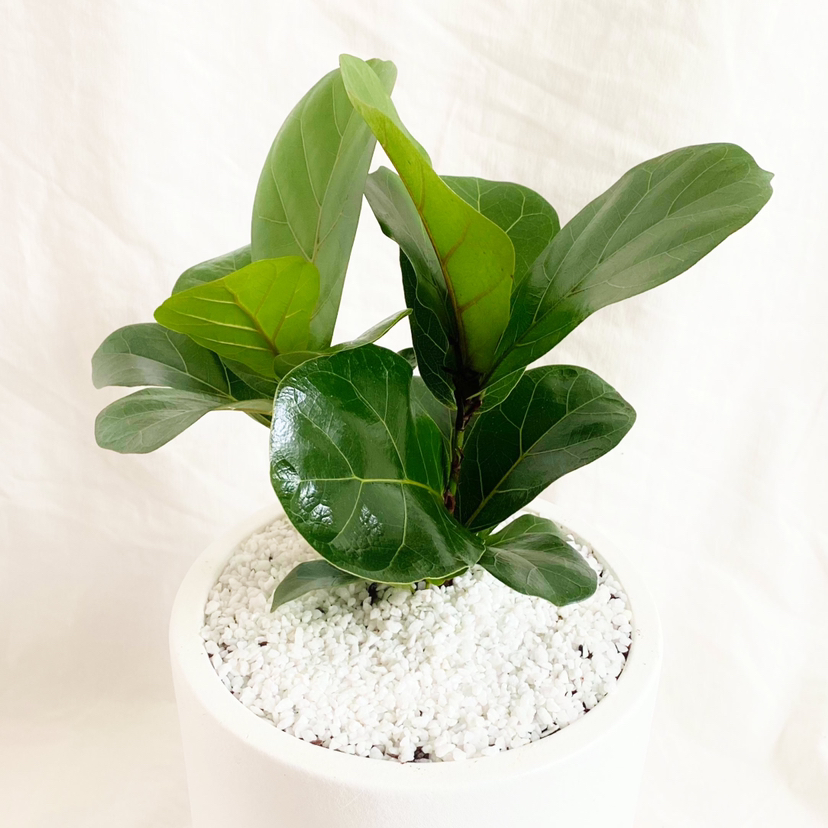 Photo of the plant species Fiddle Leaf Fig by @foliagegirl named Elle on Greg, the plant care app