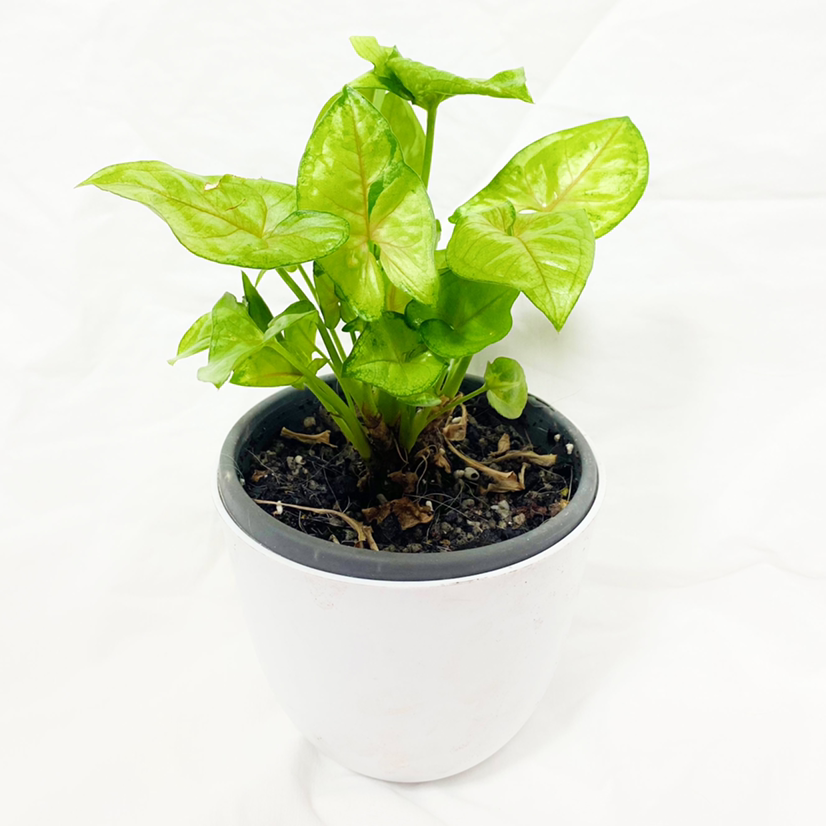 Photo of the plant species Syngonium 'Sunshine Speckles' by @foliagegirl named Olive Hoover on Greg, the plant care app