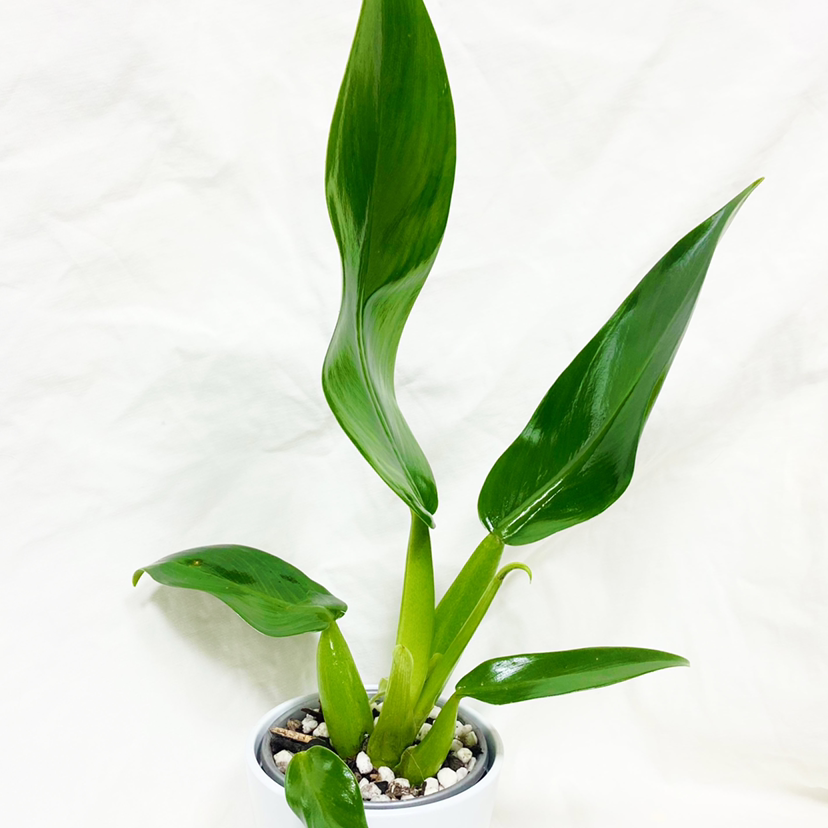 Photo of the plant species Fat Boy Philodendron by @foliagegirl named Chunk on Greg, the plant care app
