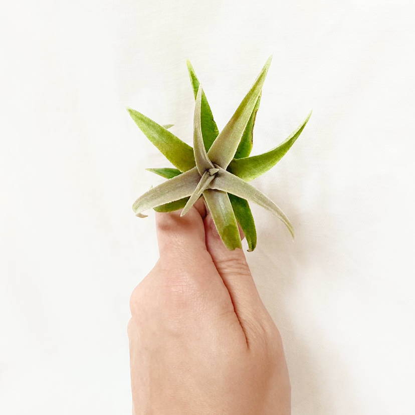 Photo of the plant species Tillandsia Edithae by @foliagegirl named Edith on Greg, the plant care app