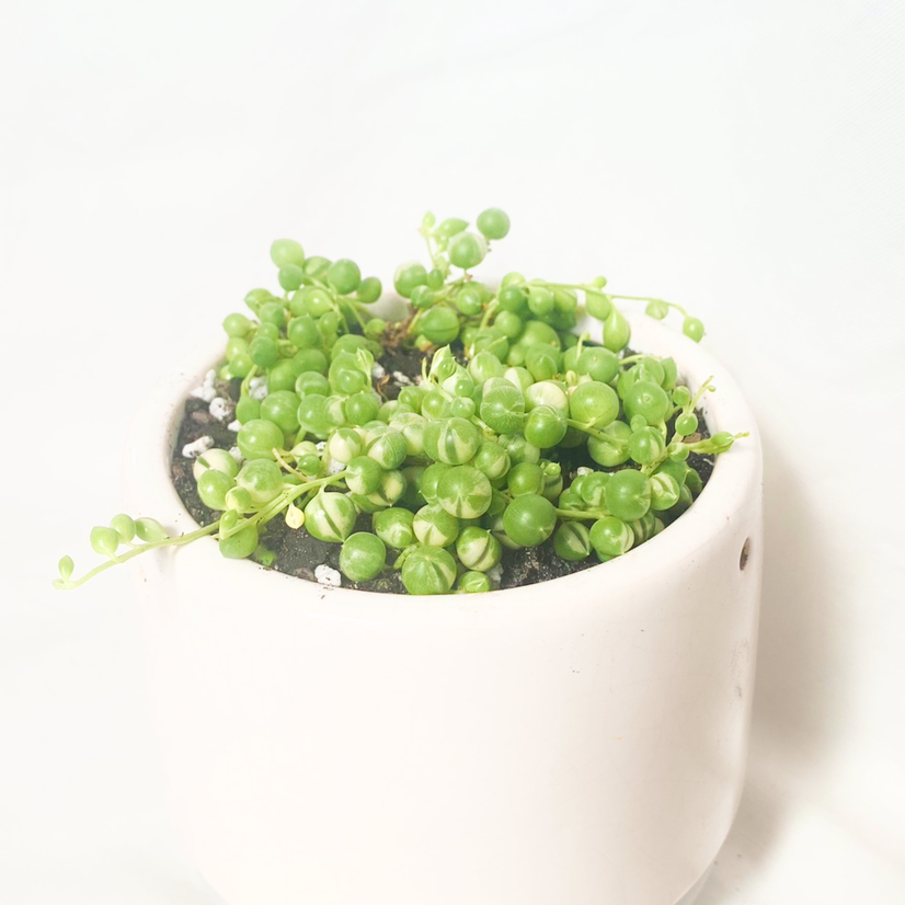 Photo of the plant species Variegated String of Pearls by @foliagegirl named Pearlette on Greg, the plant care app