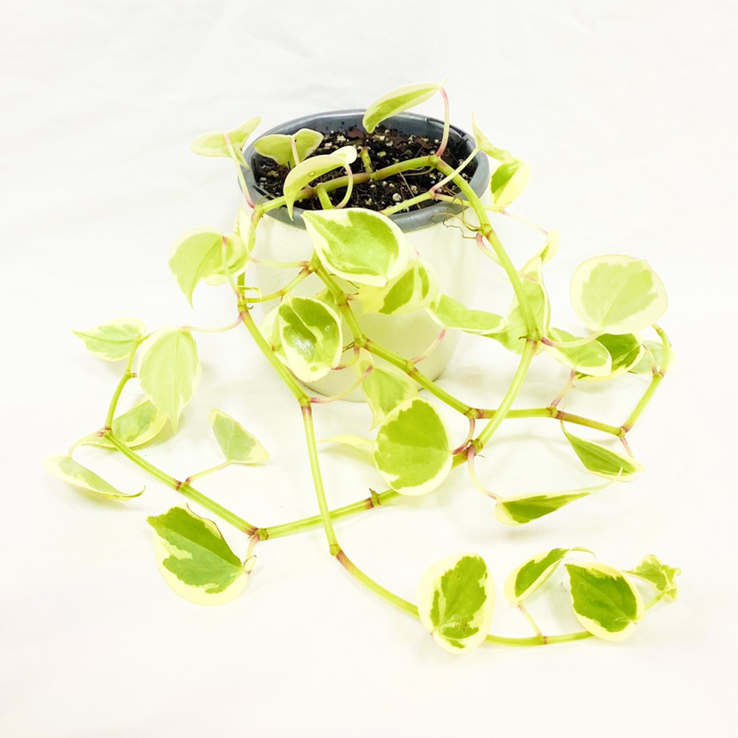 Photo of the plant species Variegated Peperomia Scandens by @foliagegirl named Harmony on Greg, the plant care app