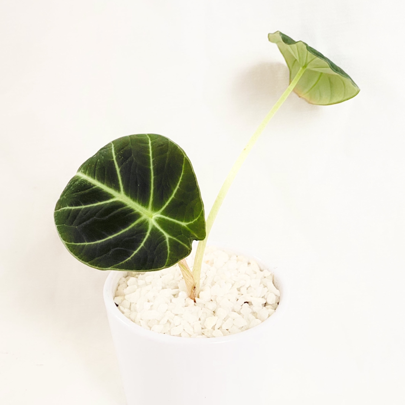 Black Velvet Alocasia plant with two dark green leaves in a white pot with white pebbles.