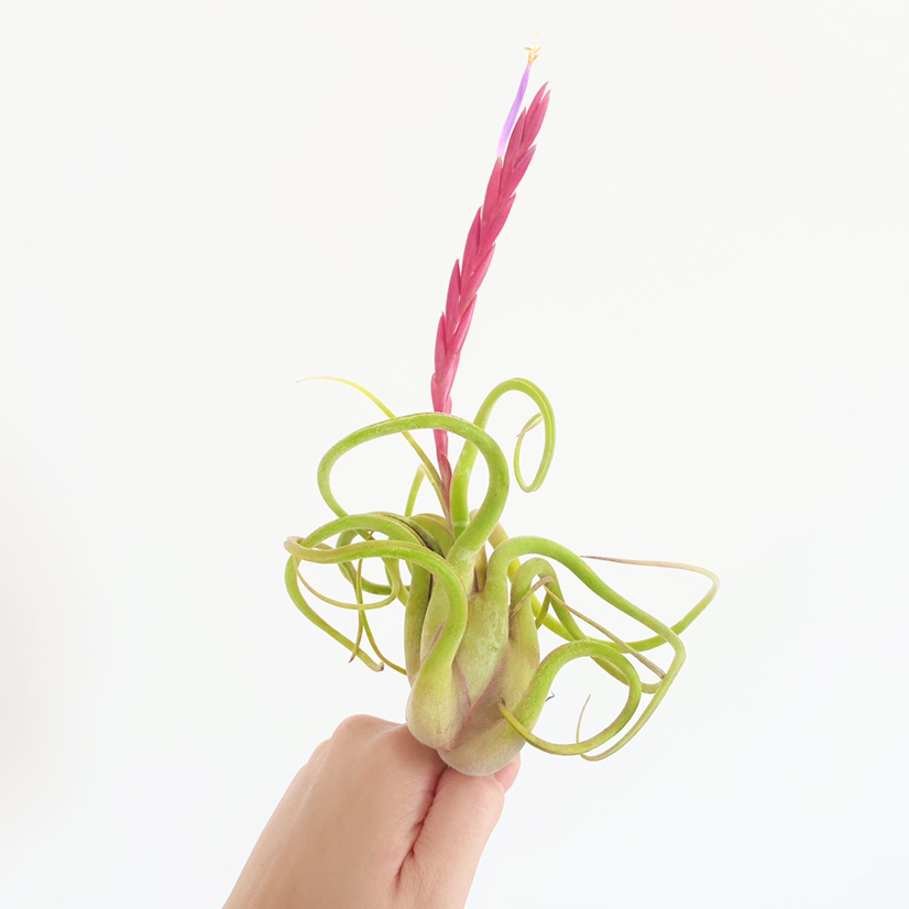 Photo of the plant species Medusa Head Air Plant by @foliagegirl named Medusa on Greg, the plant care app
