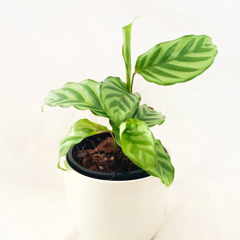 Calathea 'Freddie' plant in a white pot with vibrant green striped leaves.