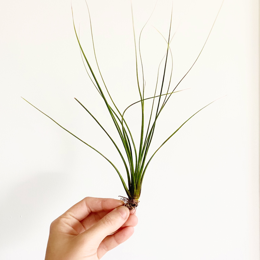 Photo of the plant species Tillandsia Juncea by @foliagegirl named Juni on Greg, the plant care app