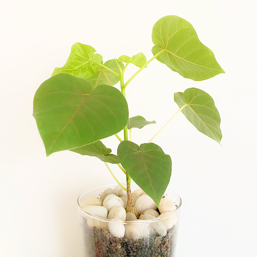 Healthy Petiolate Fig plant with green heart-shaped leaves in a clear pot with white stones.