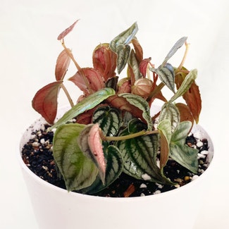 Peperomia 'Red Watermelon' plant in Somewhere on Earth