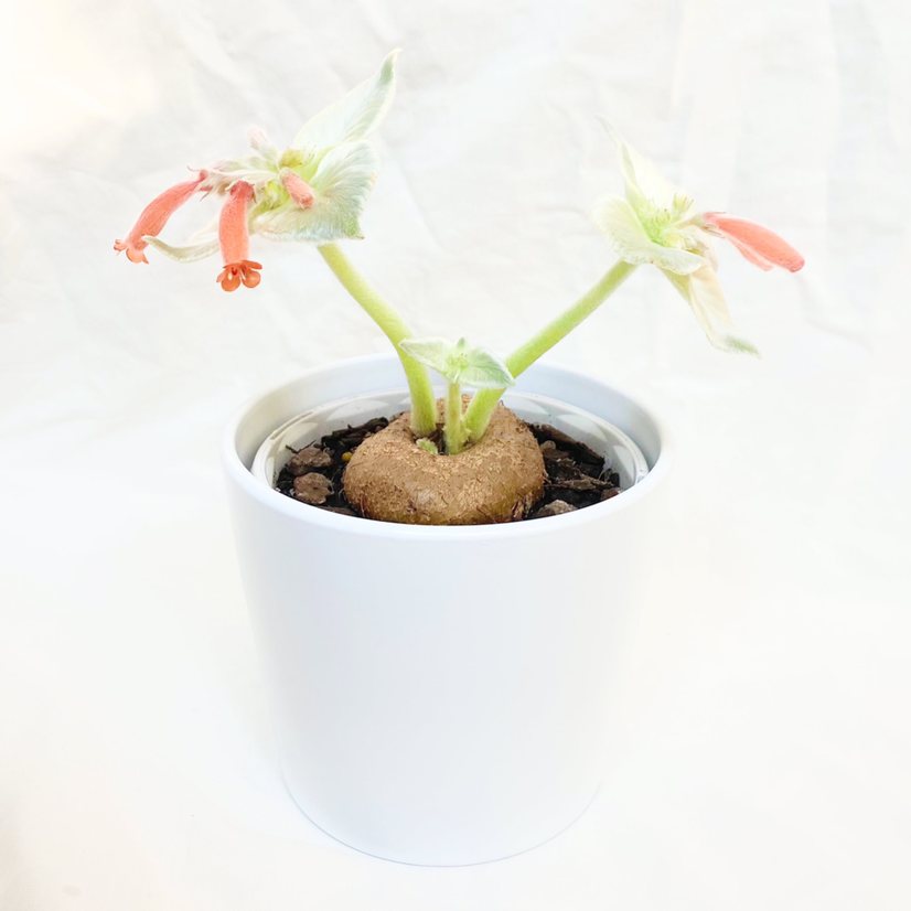 Photo of the plant species Brazilian Edelweiss by @foliagegirl named Shaun on Greg, the plant care app