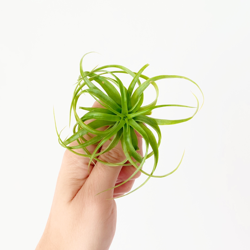 Brachycaulos Green Air Plant held by a hand, vibrant green leaves.
