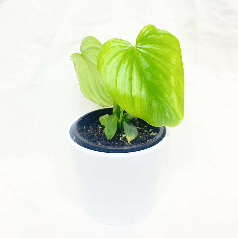 Photo of the plant species Philodendron mamei by @foliagegirl named Ma on Greg, the plant care app