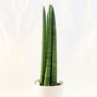 Cylindrical Snake Plant plant in Geelong, Victoria