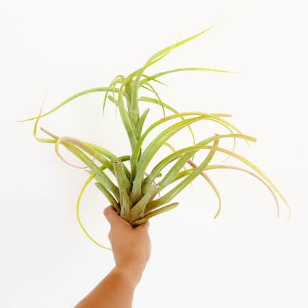Photo of the plant species Tillandsia riohondoensis by @foliagegirl named Rio on Greg, the plant care app