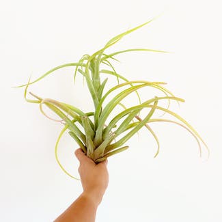 Tillandsia riohondoensis plant in Somewhere on Earth
