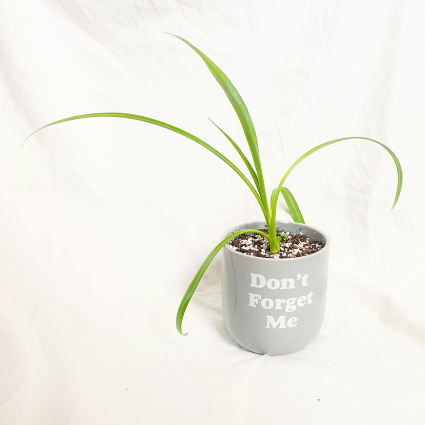 Photo of the plant species Furcraea longaeva by @foliagegirl named Geeceecee on Greg, the plant care app