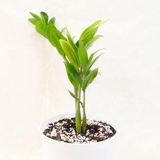Zamioculcas zamiifolia 'Akebono' plant in Somewhere on Earth