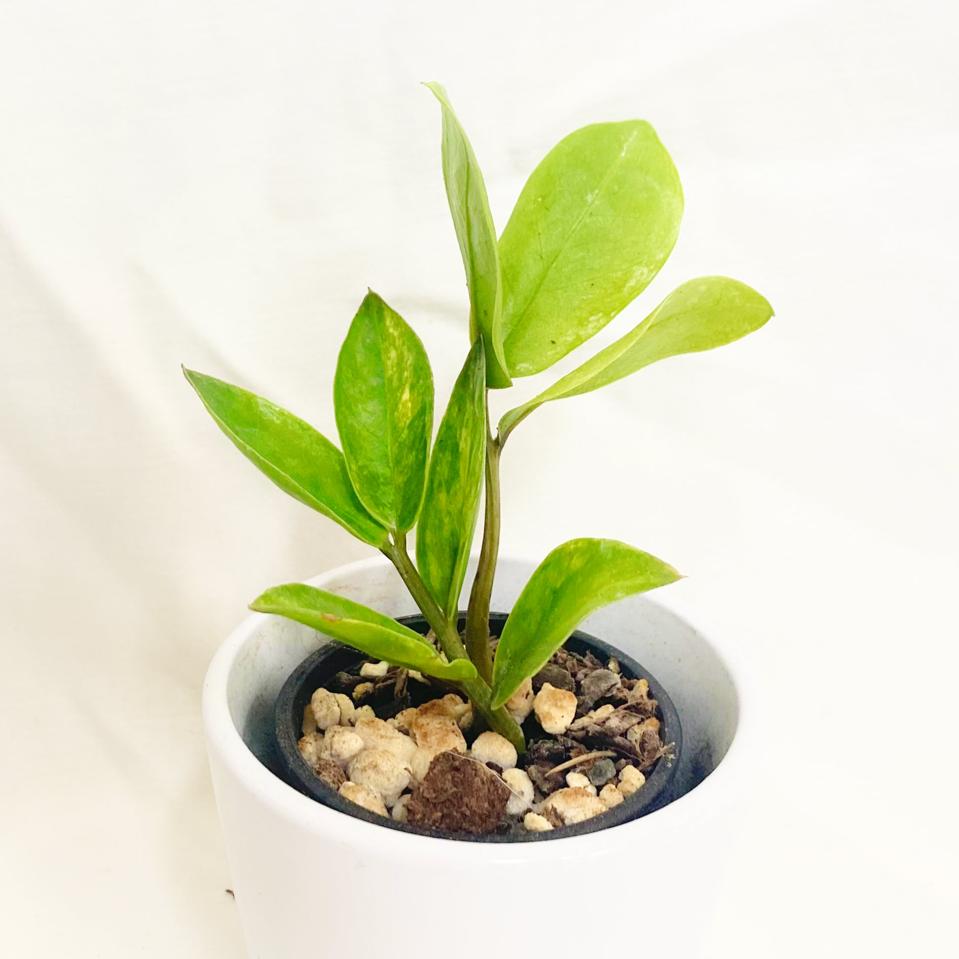 Photo of the plant species Variegated Zanzibar Gem by @foliagegirl named Ziva on Greg, the plant care app