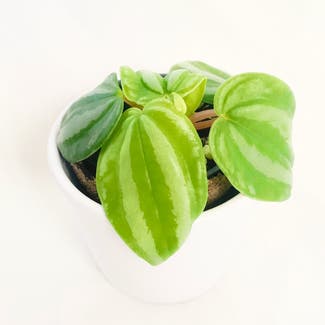 Peperomia Dwarf Watermelon plant in Somewhere on Earth