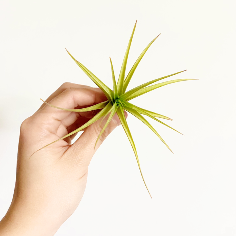 Photo of the plant species Tillandsia Bergeri by @foliagegirl named Berg on Greg, the plant care app