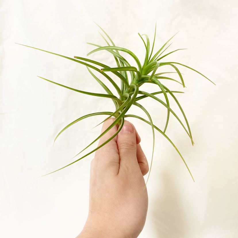 Photo of the plant species Tillandsia 'Confusion' by @foliagegirl named Confusion on Greg, the plant care app
