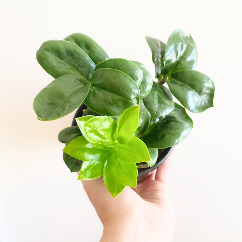Dwarf ZZ plant with glossy green leaves and new growth, held by a hand.