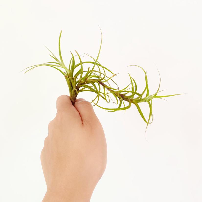 Photo of the plant species Tillandsia incarnata by @foliagegirl named Vanessa on Greg, the plant care app
