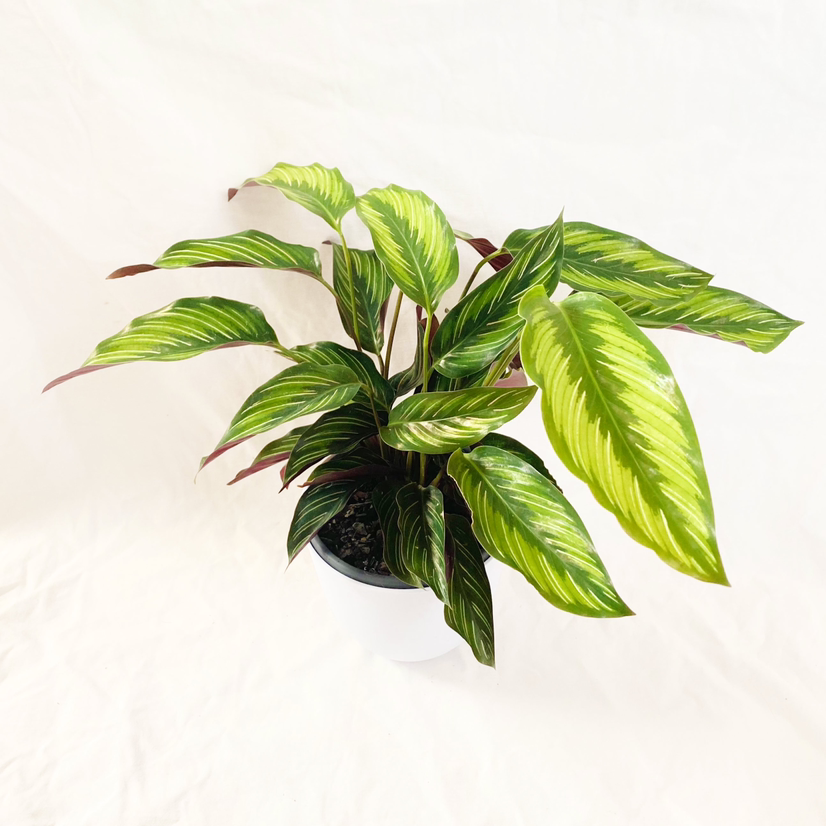 Calathea 'Beauty Star' plant with vibrant green and white striped leaves in a pot.