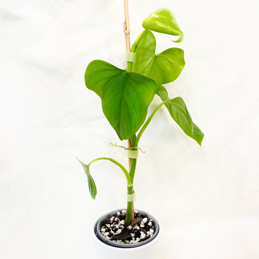 Photo of the plant species Philodendron jacquinii by @foliagegirl named Jacqui on Greg, the plant care app
