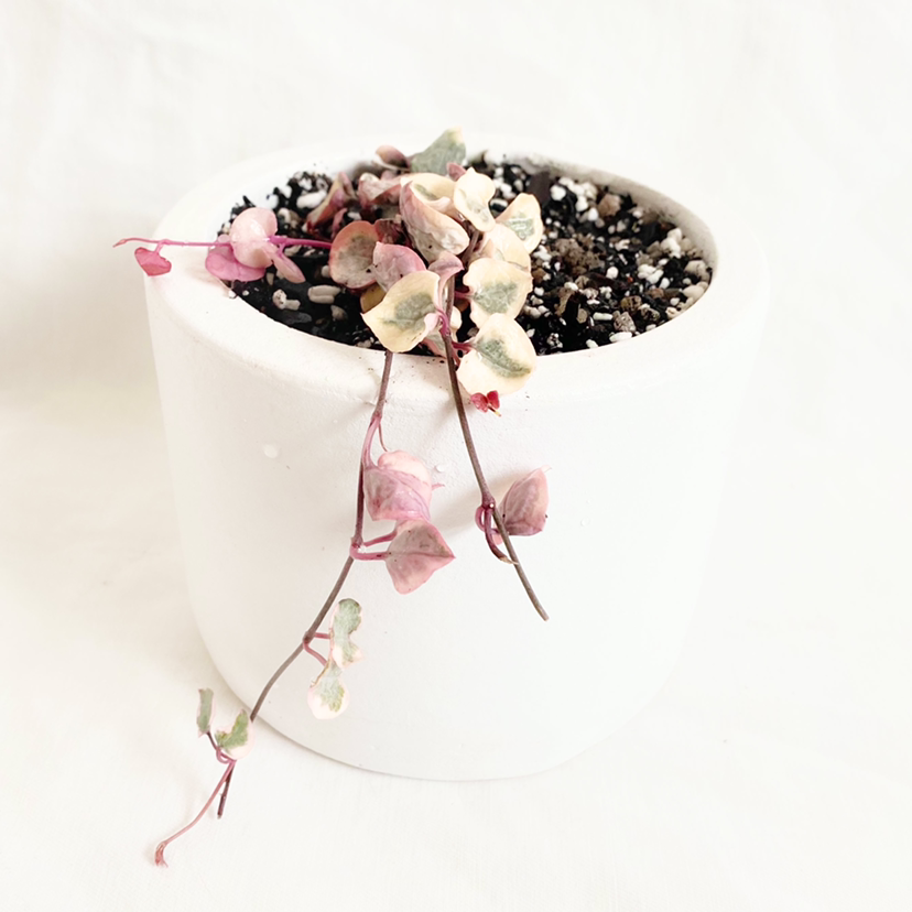 Photo of the plant species String of Hearts by @foliagegirl named Jessie on Greg, the plant care app