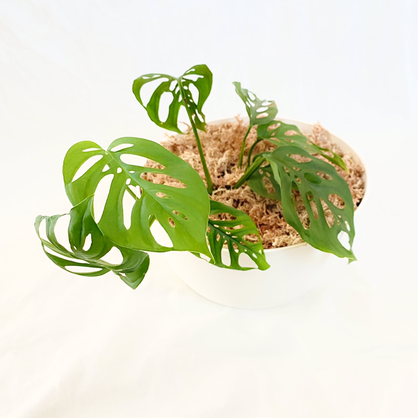 Photo of the plant species Swiss Cheese Vine by @foliagegirl named Addison on Greg, the plant care app