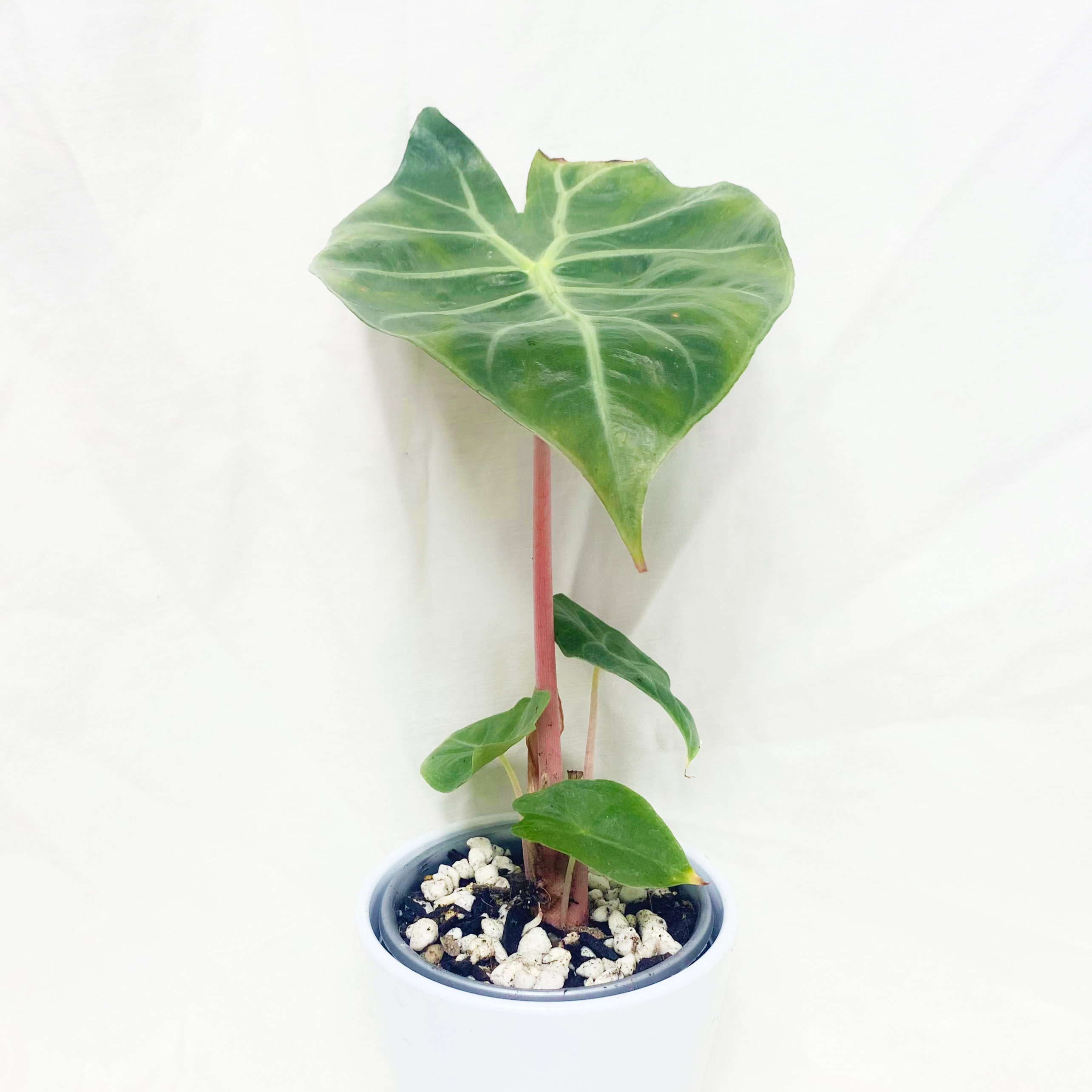 Alocasia Pink Dragon plant in a small pot with visible soil and perlite.
