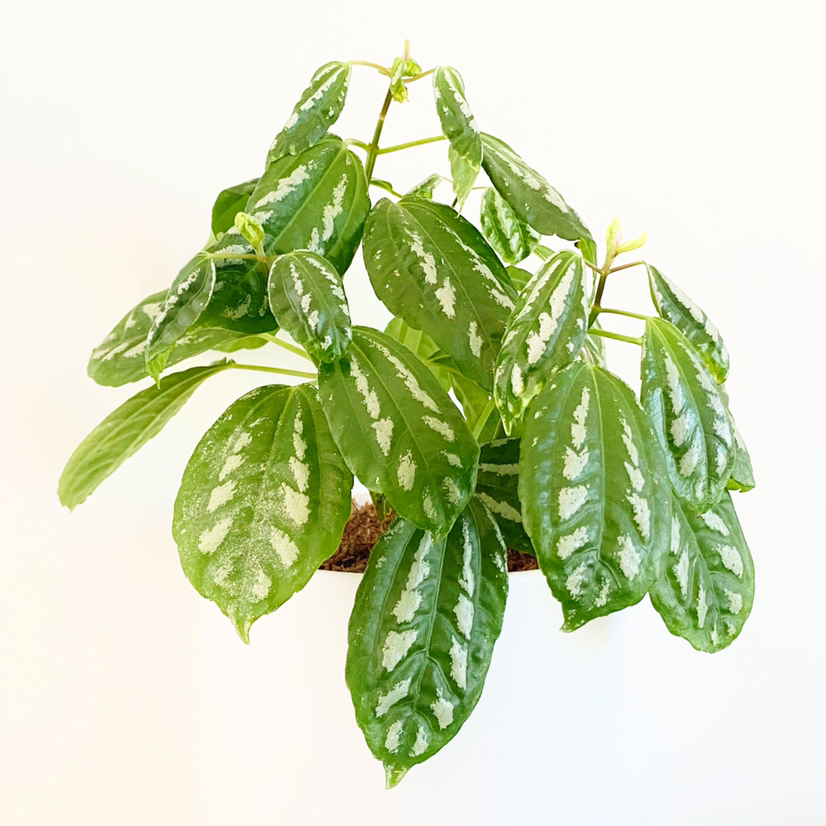 Photo of the plant species Aluminum Plant by @foliagegirl named Lumi on Greg, the plant care app