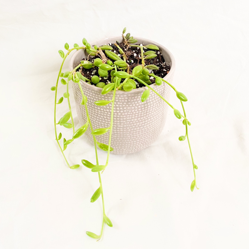 Photo of the plant species String of Watermelons by @foliagegirl named Pastèque on Greg, the plant care app