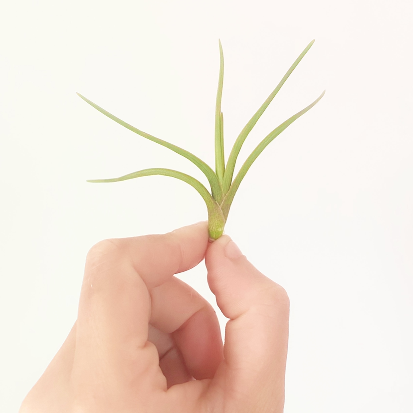 Photo of the plant species Tillandsia albertiana by @foliagegirl named Albert on Greg, the plant care app